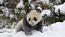 Watch This Giant Panda Adorably Destroy a Snowman