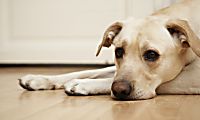 7 Things You Should NEVER Do to Your Dog